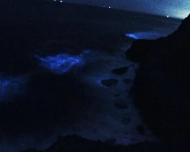 Ondas Azuis Fluorescentes Iluminaram o Mar Da Figueira Da Foz Ondas Azuis Fluorescentes Iluminaram o Mar Da Figueira Da Foz
