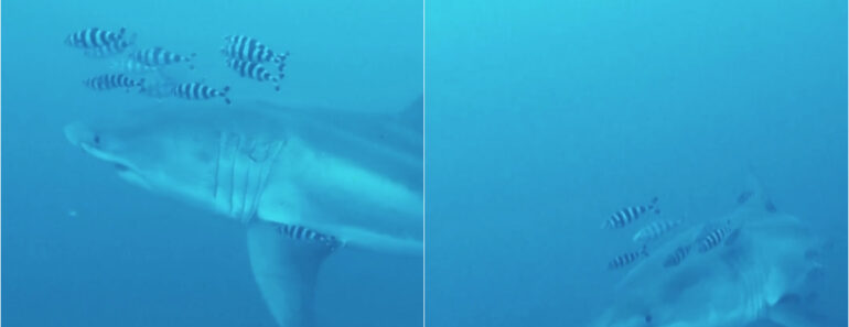 Avistamento Raro De Tubarão-Branco No Mediterrâneo Surpreende Equipa Científica Avistamento Raro De Tubarão-Branco No Mediterrâneo Surpreende Equipa Científica