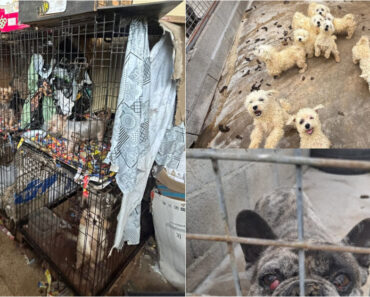 IRA Ajuda a Resgatar 250 Cães De Alegada “Fábrica De Animais” Em Amarante IRA Ajuda a Resgatar 250 Cães De Alegada “Fábrica De Animais” Em Amarante