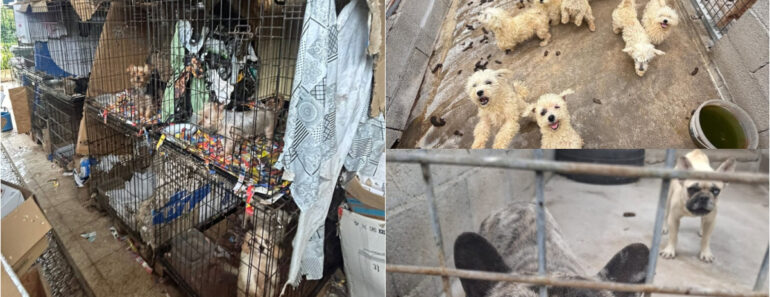 IRA Ajuda a Resgatar 250 Cães De Alegada “Fábrica De Animais” Em Amarante IRA Ajuda a Resgatar 250 Cães De Alegada “Fábrica De Animais” Em Amarante