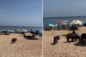 Imagens Mostram Javalis a Invadir Praia Do Portinho Da Arrábida Para Roubar Comida Aos Banhistas