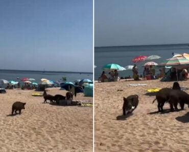 Imagens Mostram Javalis a Invadir Praia Do Portinho Da Arrábida Para Roubar Comida Aos Banhistas Imagens Mostram Javalis a Invadir Praia Do Portinho Da Arrábida Para Roubar Comida Aos Banhistas