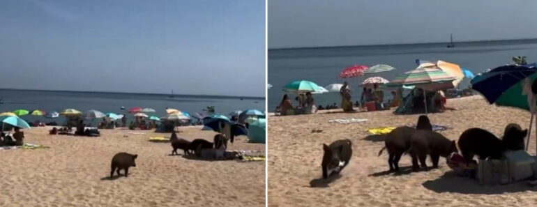 Imagens Mostram Javalis a Invadir Praia Do Portinho Da Arrábida Para Roubar Comida Aos Banhistas Imagens Mostram Javalis a Invadir Praia Do Portinho Da Arrábida Para Roubar Comida Aos Banhistas