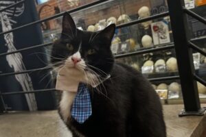 Conheça Bone Jovi, o Felino Que Mantém o Museu Dos Ossos Em Segurança