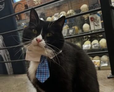 Conheça Bone Jovi, o Felino Que Mantém o Museu Dos Ossos Em Segurança Conheça Bone Jovi, o Felino Que Mantém o Museu Dos Ossos Em Segurança