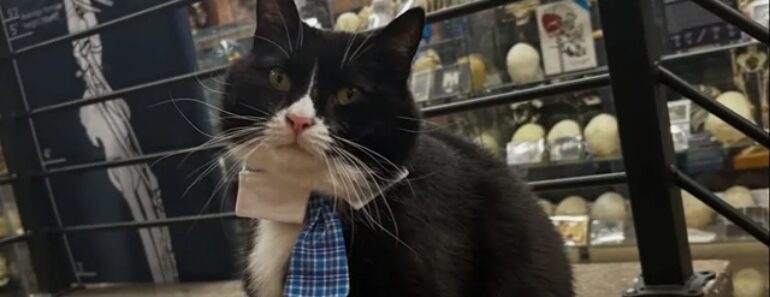 Conheça Bone Jovi, o Felino Que Mantém o Museu Dos Ossos Em Segurança Conheça Bone Jovi, o Felino Que Mantém o Museu Dos Ossos Em Segurança