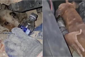 Entre Os Escombros e a Esperança: Vídeo Mostra o Momento Em Que Um Cão é Resgatado Na Venezuela