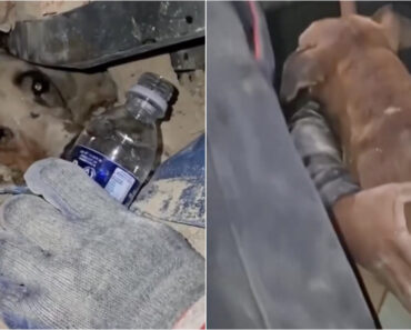 Entre Os Escombros e a Esperança: Vídeo Mostra o Momento Em Que Um Cão é Resgatado Na Venezuela Entre Os Escombros e a Esperança: Vídeo Mostra o Momento Em Que Um Cão é Resgatado Na Venezuela