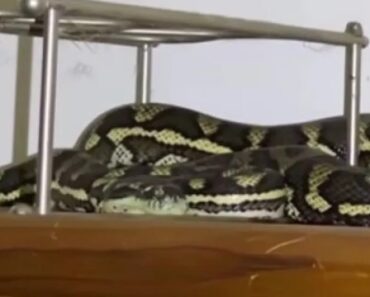 Píton e Aranha No Mesmo Quarto? Este “Pesadelo” Aconteceu Na Austrália Píton e Aranha No Mesmo Quarto? Este “Pesadelo” Aconteceu Na Austrália