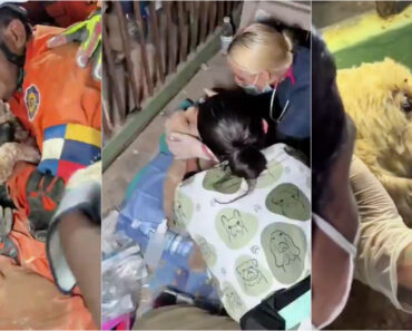 Cadela Resgatada Dos Escombros Emociona Ao “Agradecer” Com Lambidelas Ao Socorrista Cadela Resgatada Dos Escombros Emociona Ao “Agradecer” Com Lambidelas Ao Socorrista
