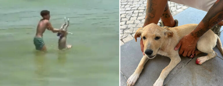 Criança Filmada a Tentar Afogar Cão Em Lisboa Criança Filmada a Tentar Afogar Cão Em Lisboa