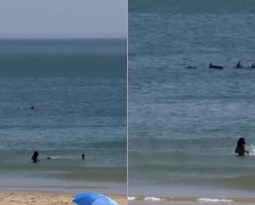 Golfinhos “Invadem” a Praia De Carcavelos e Há Vídeo Golfinhos “Invadem” a Praia De Carcavelos e Há Vídeo