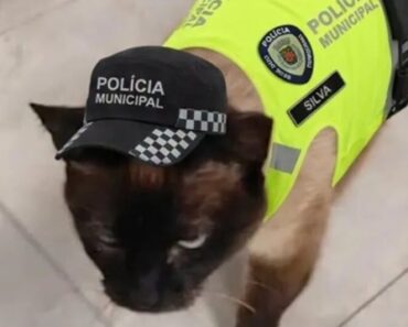 Polícia Municipal Adota Gata Atropelada Em Paços De Ferreira Polícia Municipal Adota Gata Atropelada Em Paços De Ferreira