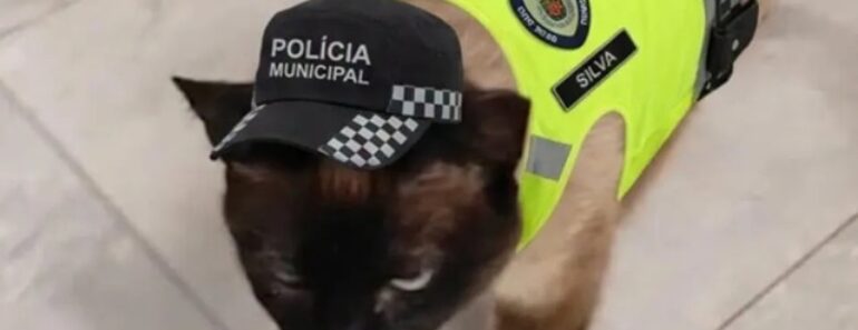 Polícia Municipal Adota Gata Atropelada Em Paços De Ferreira Polícia Municipal Adota Gata Atropelada Em Paços De Ferreira