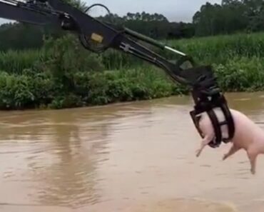 Escavadoras Estão a “Pescar” (e Salvar) Porcos à Deriva Após Tufão Na China Escavadoras Estão a “Pescar” (e Salvar) Porcos à Deriva Após Tufão Na China