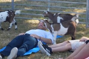 Príncipe Harry Experimenta “Yoga Com Cabras”