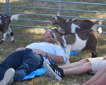 Príncipe Harry Experimenta “Yoga Com Cabras” Príncipe Harry Experimenta “Yoga Com Cabras”
