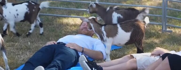 Príncipe Harry Experimenta “Yoga Com Cabras” Príncipe Harry Experimenta “Yoga Com Cabras”