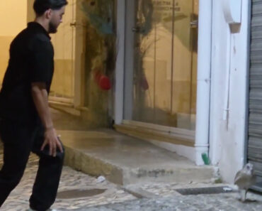 Turistas Ingleses Geram Revolta Após Apanharem Uma Gaivota Numa Rua Em Portugal Turistas Ingleses Geram Revolta Após Apanharem Uma Gaivota Numa Rua Em Portugal