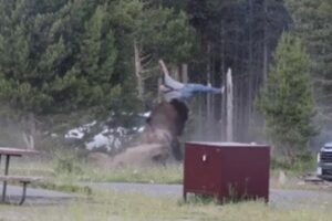 Turista Em Estado Crítico Após Ataque De Bisonte Num Parque Natural