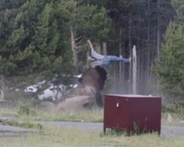 Turista Em Estado Crítico Após Ataque De Bisonte Num Parque Natural Turista Em Estado Crítico Após Ataque De Bisonte Num Parque Natural