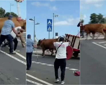 Pânico Em Cortejo Nos Açores: Bois Descontrolam-se e Destroem Carroça Durante a Fuga Pânico Em Cortejo Nos Açores: Bois Descontrolam-se e Destroem Carroça Durante a Fuga
