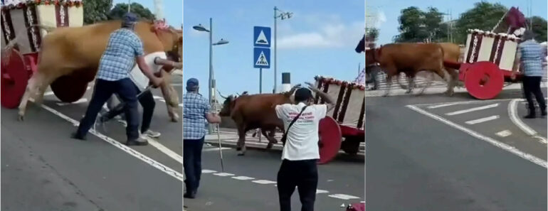 Pânico Em Cortejo Nos Açores: Bois Descontrolam-se e Destroem Carroça Durante a Fuga Pânico Em Cortejo Nos Açores: Bois Descontrolam-se e Destroem Carroça Durante a Fuga