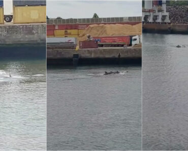 Golfinhos Surpreendem Com Aparição No Porto De Leixões Golfinhos Surpreendem Com Aparição No Porto De Leixões