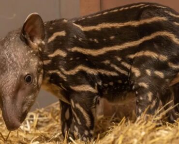Zoo De Hertfordshire Recebe 1.ª Anta Em 14 Anos Após Gravidez De 430 Dias Zoo De Hertfordshire Recebe 1.ª Anta Em 14 Anos Após Gravidez De 430 Dias
