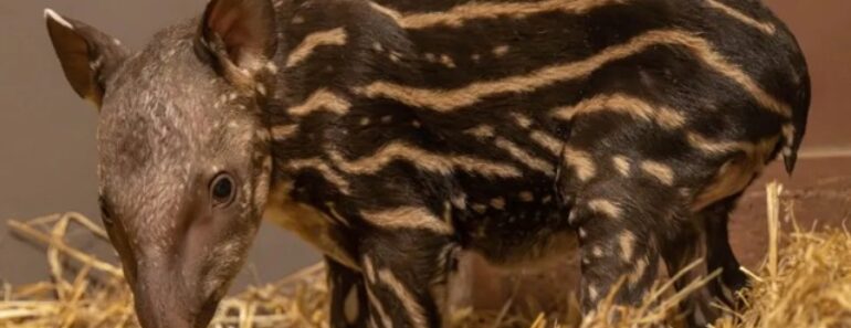 Zoo De Hertfordshire Recebe 1.ª Anta Em 14 Anos Após Gravidez De 430 Dias Zoo De Hertfordshire Recebe 1.ª Anta Em 14 Anos Após Gravidez De 430 Dias
