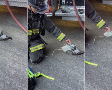 Bombeiros Salvam Pombo Com Máscara De Oxigénio Após Incêndio Nos EUA Bombeiros Salvam Pombo Com Máscara De Oxigénio Após Incêndio Nos EUA