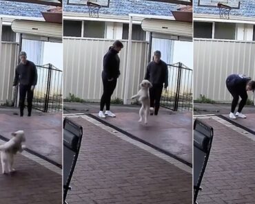 Cão Ficou Tão Empolgado Que Aprendeu Uma Nova Maneira De Andar Cão Ficou Tão Empolgado Que Aprendeu Uma Nova Maneira De Andar
