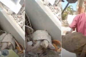 Tartaruga é Resgatada Dos Escombros Mais De Um Mês Após Os Sismos Na Venezuela