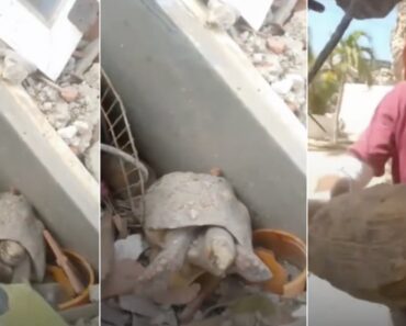 Tartaruga é Resgatada Dos Escombros Mais De Um Mês Após Os Sismos Na Venezuela Tartaruga é Resgatada Dos Escombros Mais De Um Mês Após Os Sismos Na Venezuela