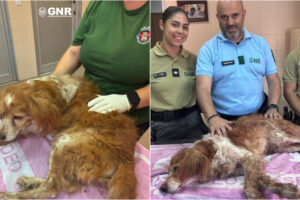 GNR Resgatou Cão Que Foi Enterrado Vivo Em Mafra