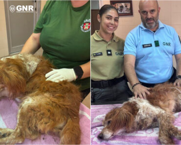 GNR Resgatou Cão Que Foi Enterrado Vivo Em Mafra GNR Resgatou Cão Que Foi Enterrado Vivo Em Mafra