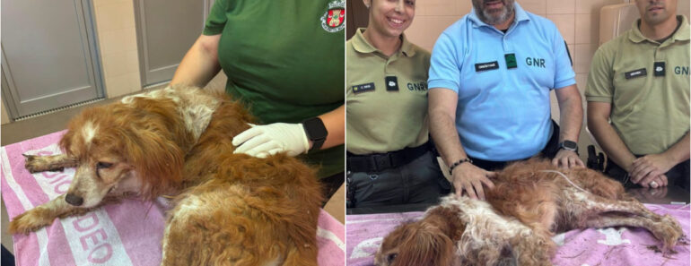 GNR Resgatou Cão Que Foi Enterrado Vivo Em Mafra GNR Resgatou Cão Que Foi Enterrado Vivo Em Mafra