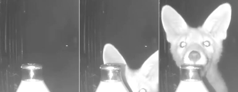 Instala Câmara Para Apanhar Ladrão De Leite… Mas Grava Uma Surpresa Inesperada Instala Câmara Para Apanhar Ladrão De Leite… Mas Grava Uma Surpresa Inesperada