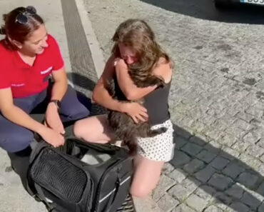 Reencontro Emocionante: Gato De Braga Volta a Casa Após 3 Anos Desaparecido Na Bélgica Reencontro Emocionante: Gato De Braga Volta a Casa Após 3 Anos Desaparecido Na Bélgica
