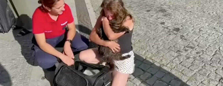 Reencontro Emocionante: Gato De Braga Volta a Casa Após 3 Anos Desaparecido Na Bélgica Reencontro Emocionante: Gato De Braga Volta a Casa Após 3 Anos Desaparecido Na Bélgica