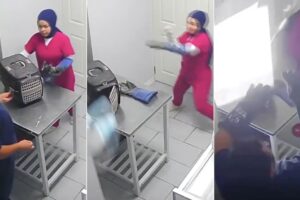 Gato De Rua Transformou Consultório Veterinário Num Campo De Batalha