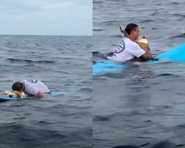 Surfista Emociona Ao Despedir-se No Mar Do Seu Inseparável Cão Que Conquistou As Redes Sociais Surfista Emociona Ao Despedir-se No Mar Do Seu Inseparável Cão Que Conquistou As Redes Sociais