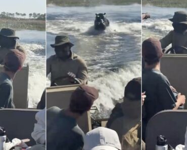 Hipopótamo Persegue Barco Cheio De Turistas e Provoca Momentos De Pânico No Botsuana Hipopótamo Persegue Barco Cheio De Turistas e Provoca Momentos De Pânico No Botsuana