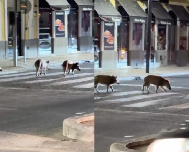 Javalis “Invadem” Setúbal e Atravessam a Estrada Numa Passadeira Javalis “Invadem” Setúbal e Atravessam a Estrada Numa Passadeira