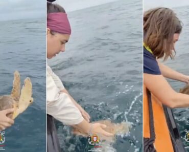 Duas Tartarugas Ganham Nova Vida Após Reabilitação e São Libertadas Ao Largo De Aveiro Duas Tartarugas Ganham Nova Vida Após Reabilitação e São Libertadas Ao Largo De Aveiro