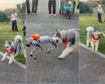 Husky Destemido Enfrenta Cão-Robô e Recusa-se a Deixá-lo Escapar Husky Destemido Enfrenta Cão-Robô e Recusa-se a Deixá-lo Escapar