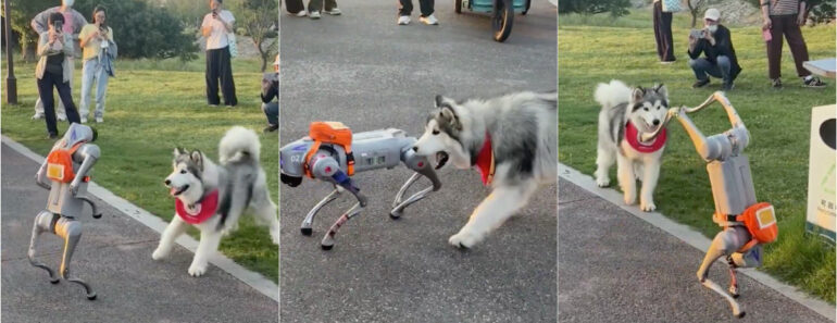 Husky Destemido Enfrenta Cão-Robô e Recusa-se a Deixá-lo Escapar Husky Destemido Enfrenta Cão-Robô e Recusa-se a Deixá-lo Escapar