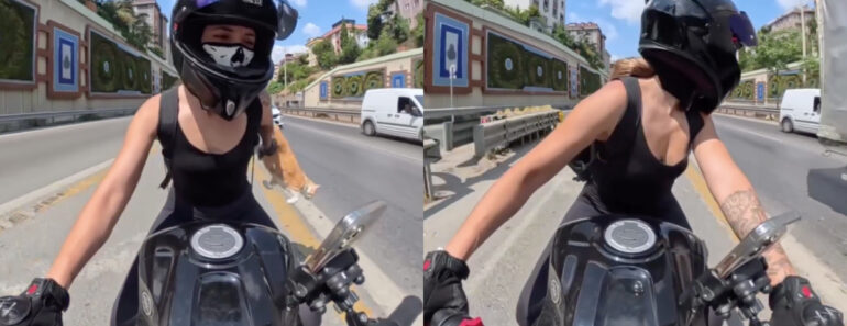 Gato Foge Da Bolsa Enquanto Viajava De Mota Em Istambul e Deixa Dona Em Pânico Gato Foge Da Bolsa Enquanto Viajava De Mota Em Istambul e Deixa Dona Em Pânico