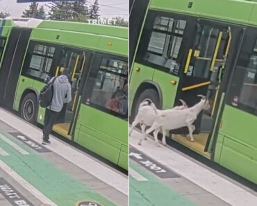 Cabras Entram De Forma Inesperada Num Autocarro Nos EUA Cabras Entram De Forma Inesperada Num Autocarro Nos EUA