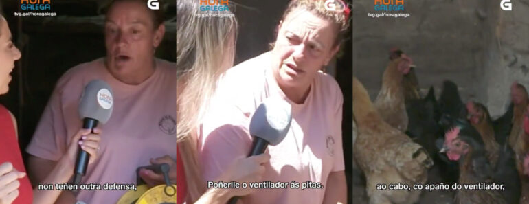 Mulher Liga Ventoinha Para Refrescar Galinhas e Momento Torna-se Viral Na Televisão Galega Mulher Liga Ventoinha Para Refrescar Galinhas e Momento Torna-se Viral Na Televisão Galega